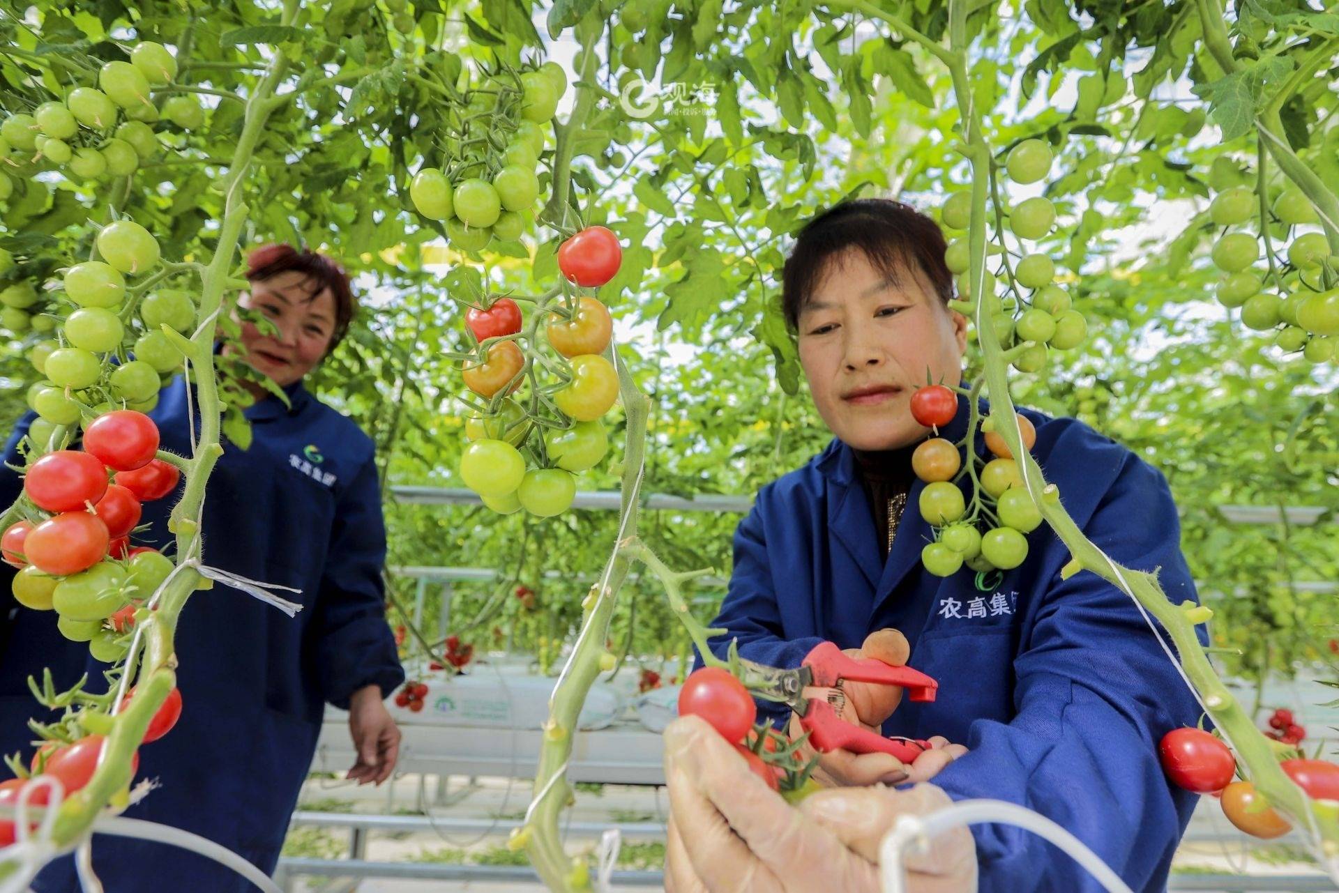 无土栽培有机无公害小番茄采摘园,无土栽培小番茄种植方法全过程