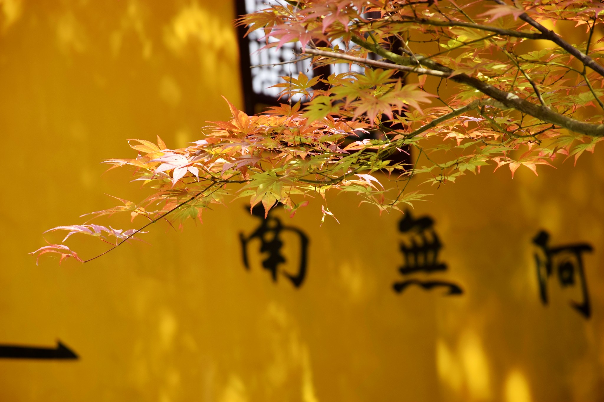 九华山在哪？大部分人不知道，这个小城是否要改为“九华山市