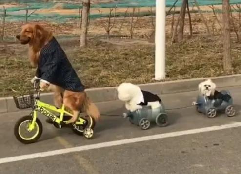 五只最受欢迎的网红狗子,最受欢迎的五大网红狗