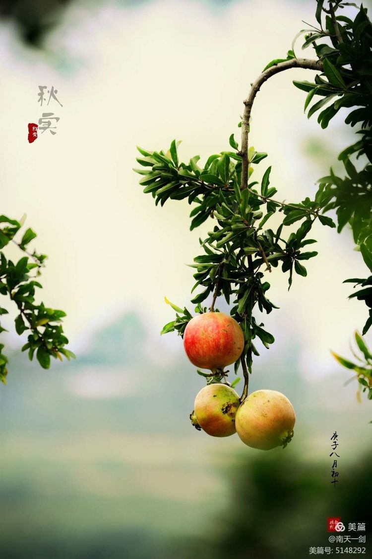 石榴一般几月份熟,石榴怎么判断熟了