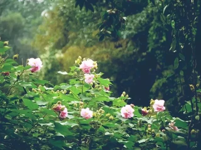 风中摇曳的秋色,是黛玉的“风露清愁”,是“年华都付与木芙蓉”