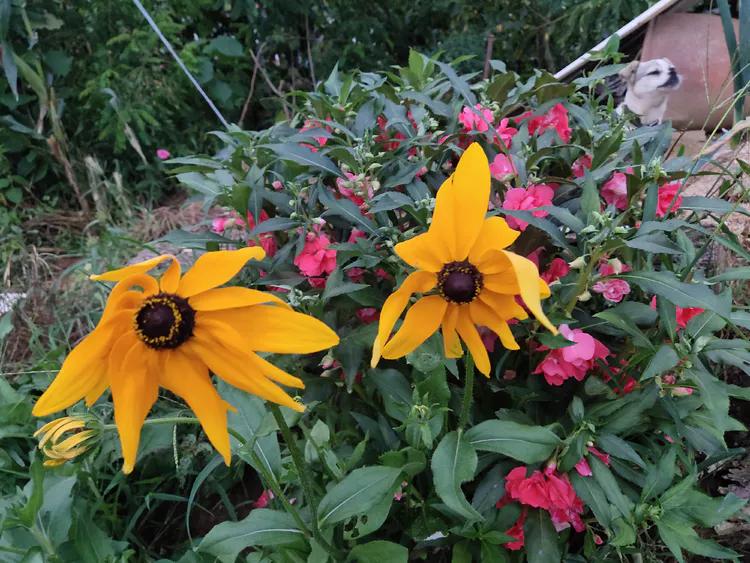 归老宁无五亩园，读书本意在元元