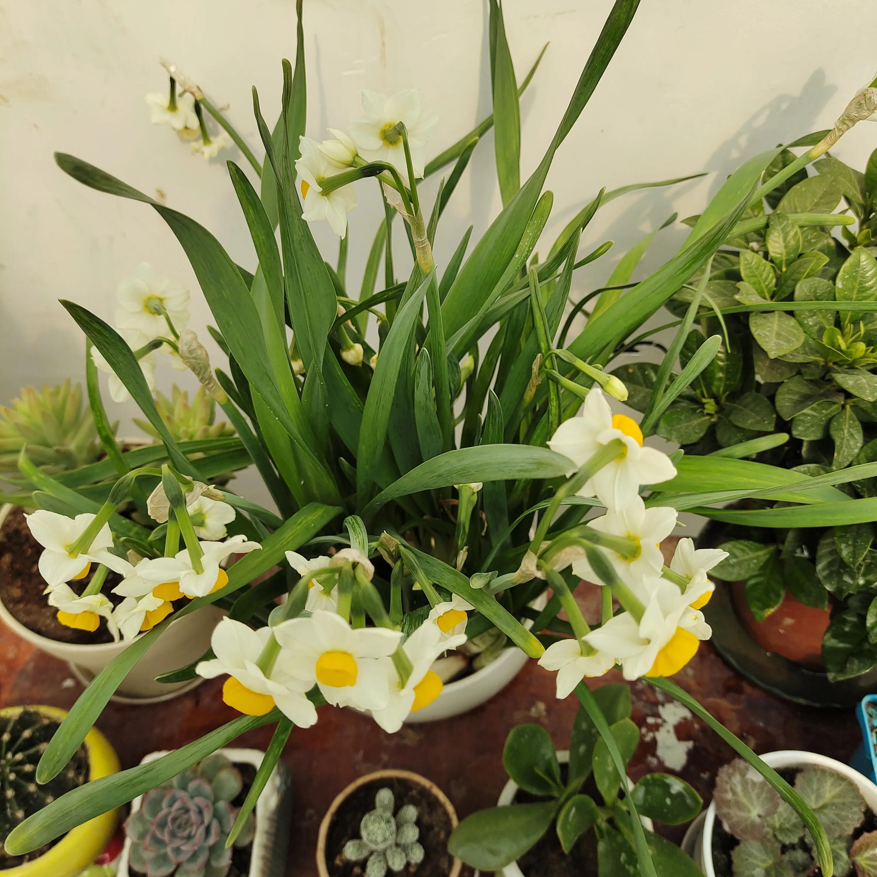 菊花苗怎样种植成活率高,拼多多上买的菊花种子是真的