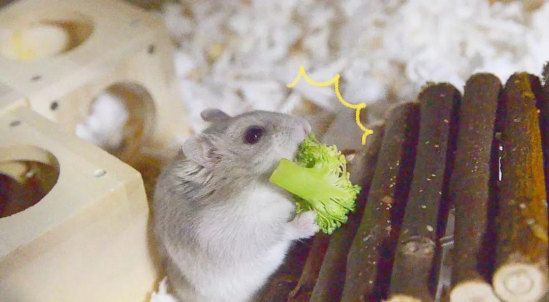 仓鼠眼睛突出意味着上火?