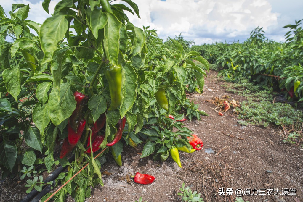 辣椒青枯病怎么得的,辣椒青枯病炭疽病用什么药