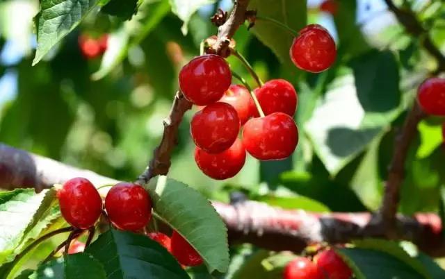 重庆周边摘樱桃,重庆北碚摘樱桃的地方