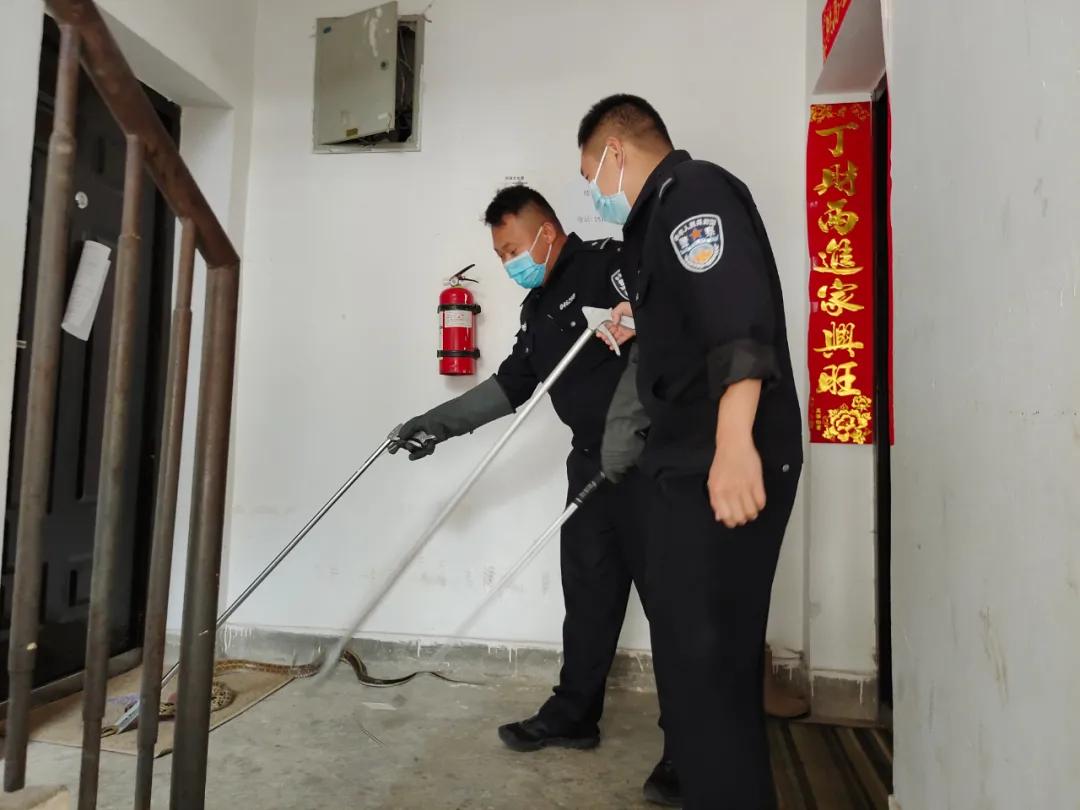 一小区惊现70厘米长蛇,人行道惊现2米长蛇