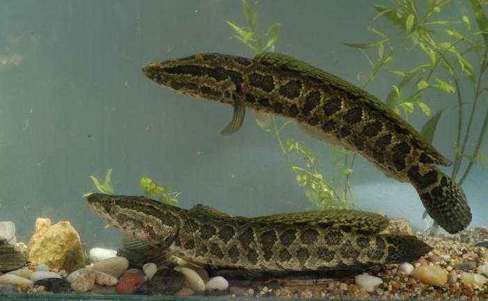 在野外怎么钓黑鱼,户外怎么钓黑鱼教程