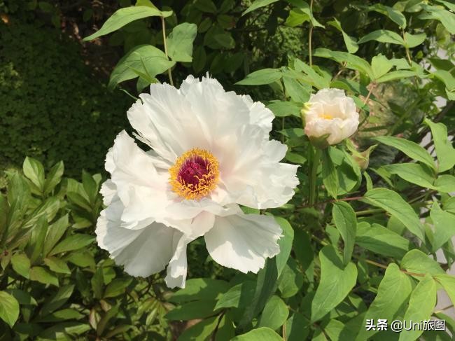 海外华人2019故乡行：去看看水漫金山的镇江金山江天禅寺，这个才是真正的金山寺，它今年真的没有被淹