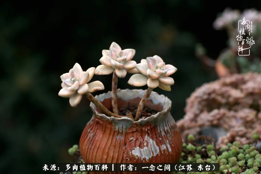 一见多肉误终生,一见多肉误终生从此入了养花坑