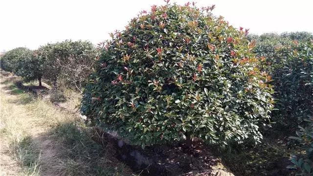 「苗木通新晋会员」湖州陈春耕：细节具体、价格适中、售后保障