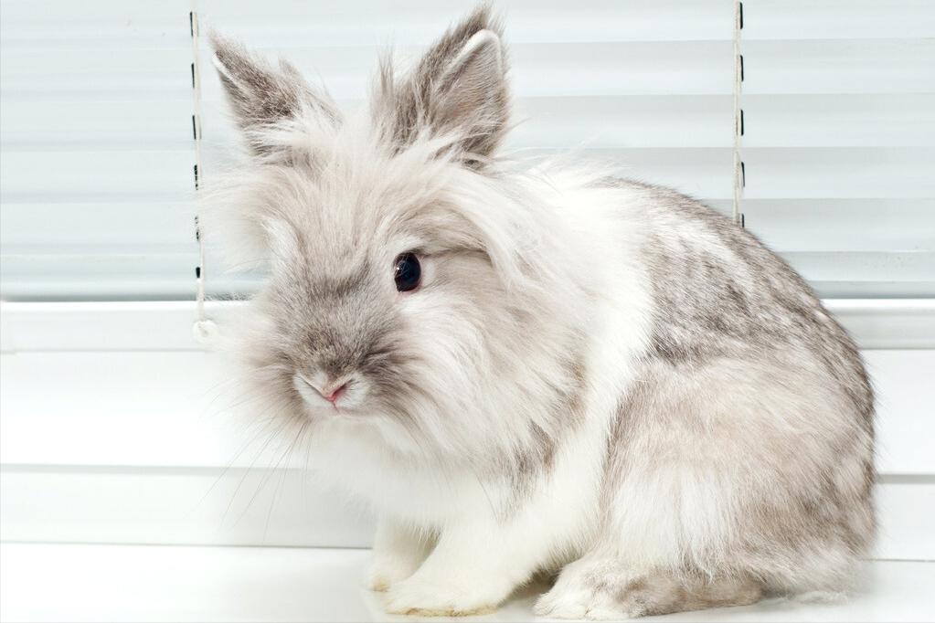 兔子拉稀怎么治最好兔子拉稀怎么处理