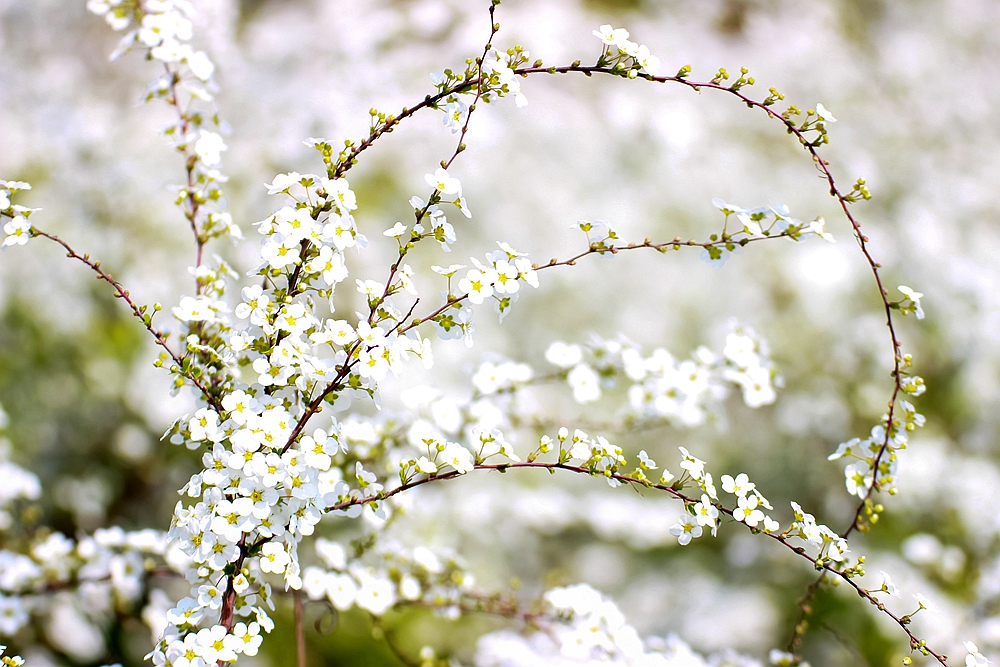 上海世博文化公园有梨花开吗,上海园林文化公园