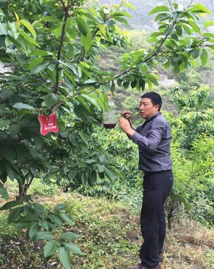 金龟子危害苹果幼果,金龟子啃月季叶片