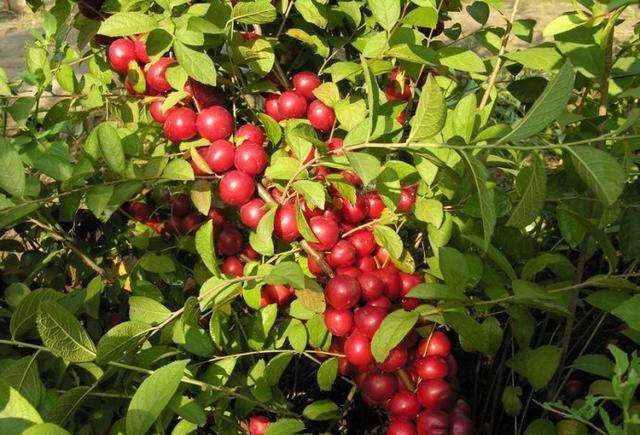 农村高钙果学名,四川野生高钙果