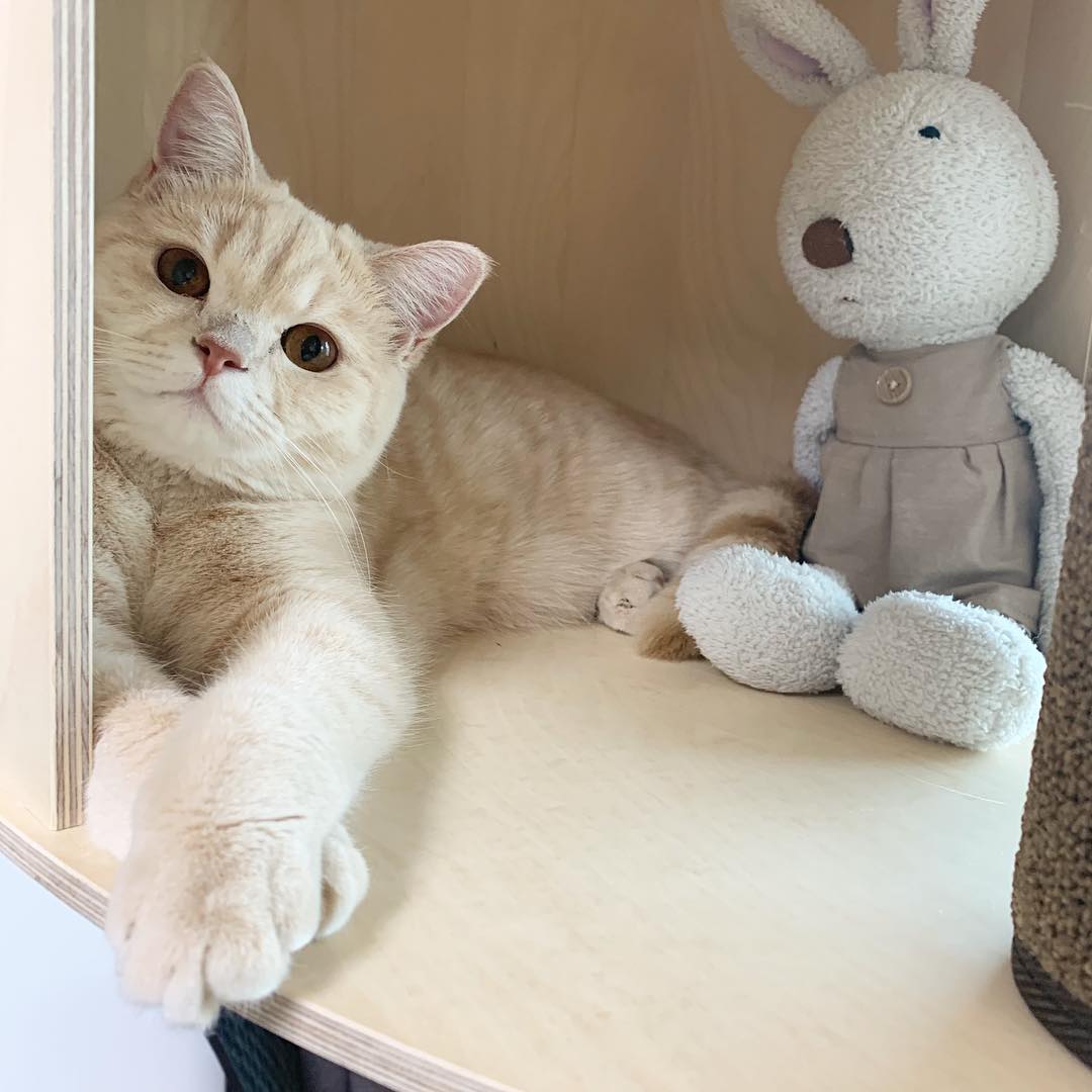 当猫咪呕吐时,猫咪出现呕吐的症状是怎么回事