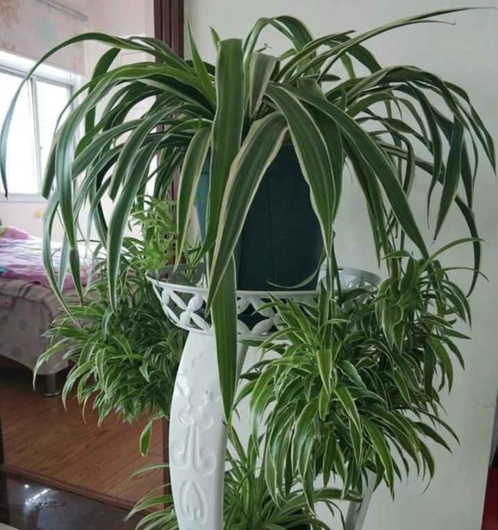 用这种“特效水”养绿萝吊兰，叶片绿油油，新芽蹭蹭长，不黄叶