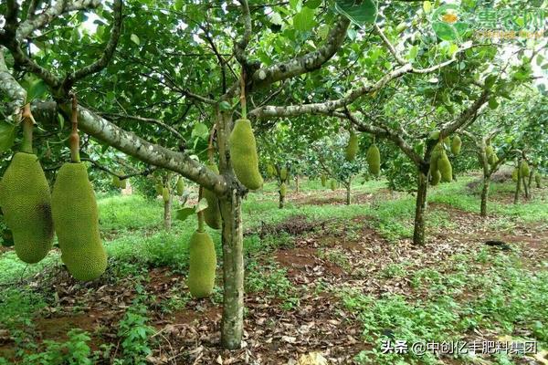 农村山里菠萝蜜的栽培,菠萝蜜种植栽培管理技术