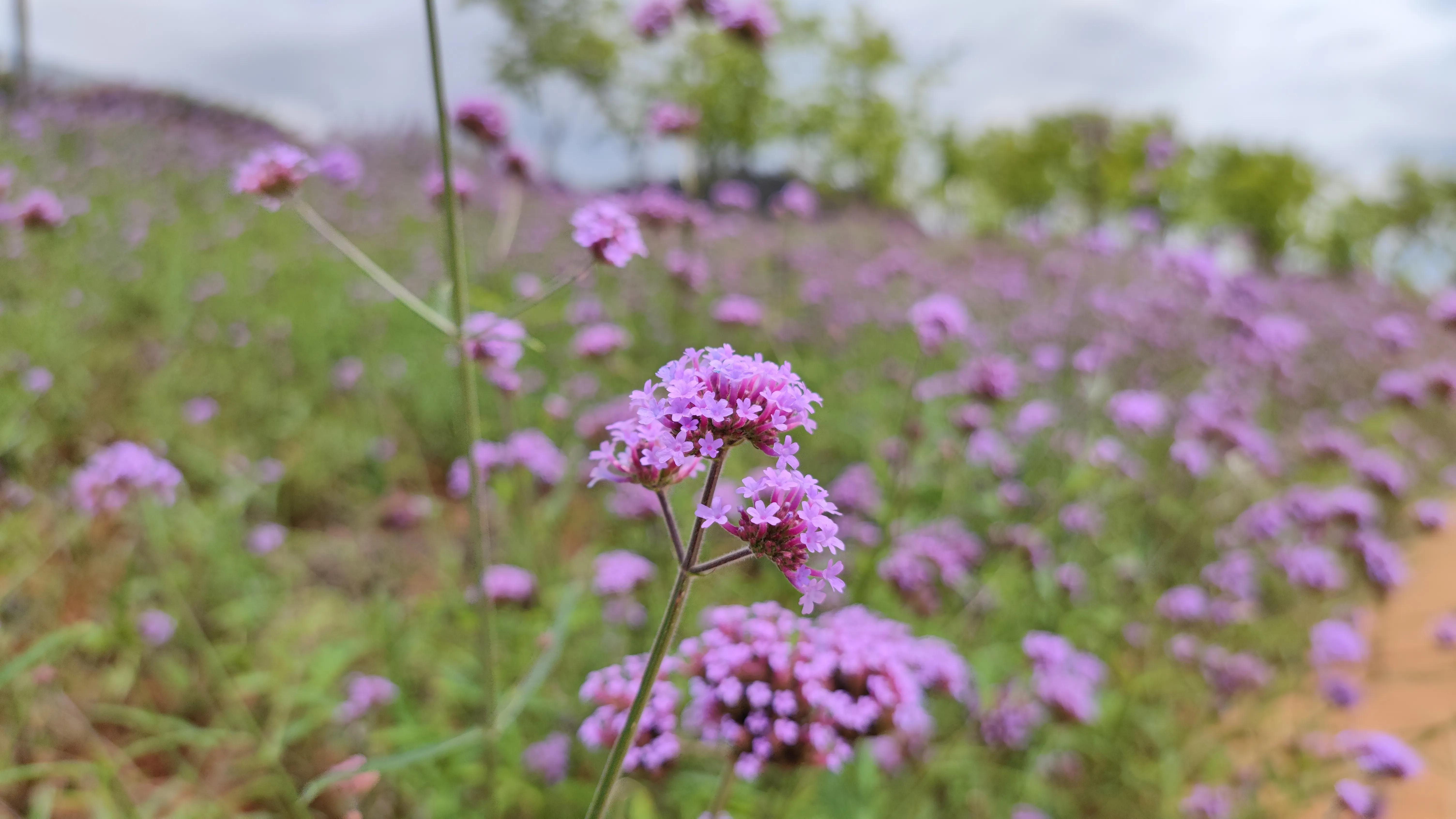4月抚仙湖樱花谷,抚仙湖樱花谷水下古城