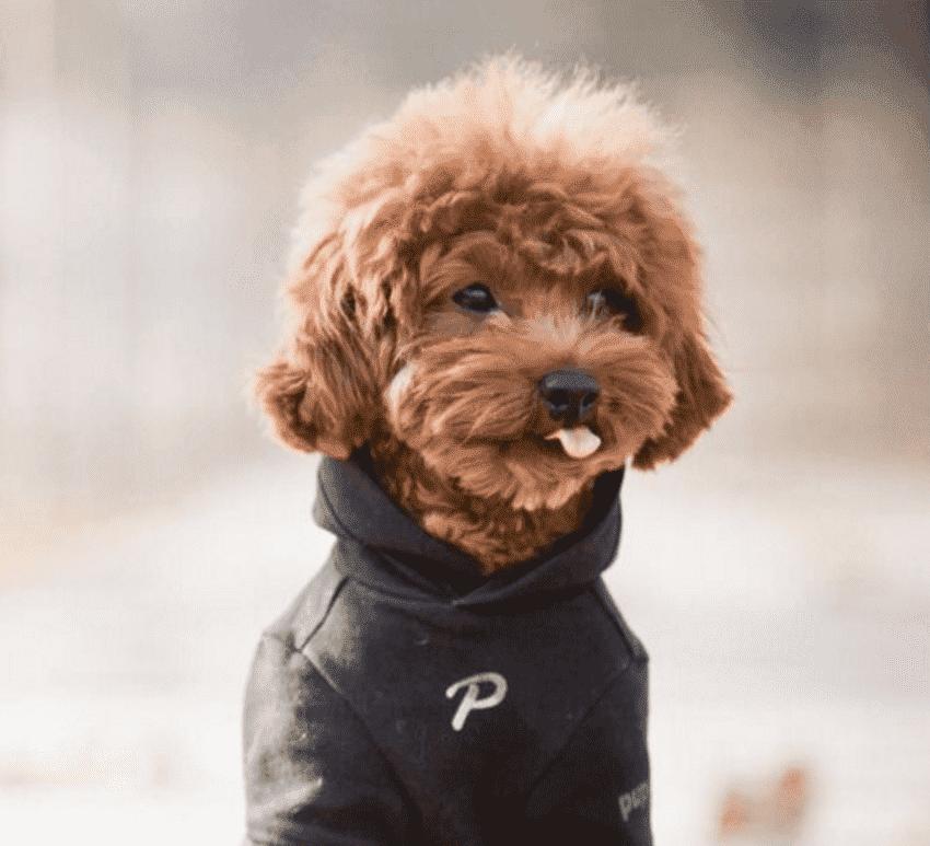 狗狗脚趾炎的原因,脚趾炎怎么治狗狗