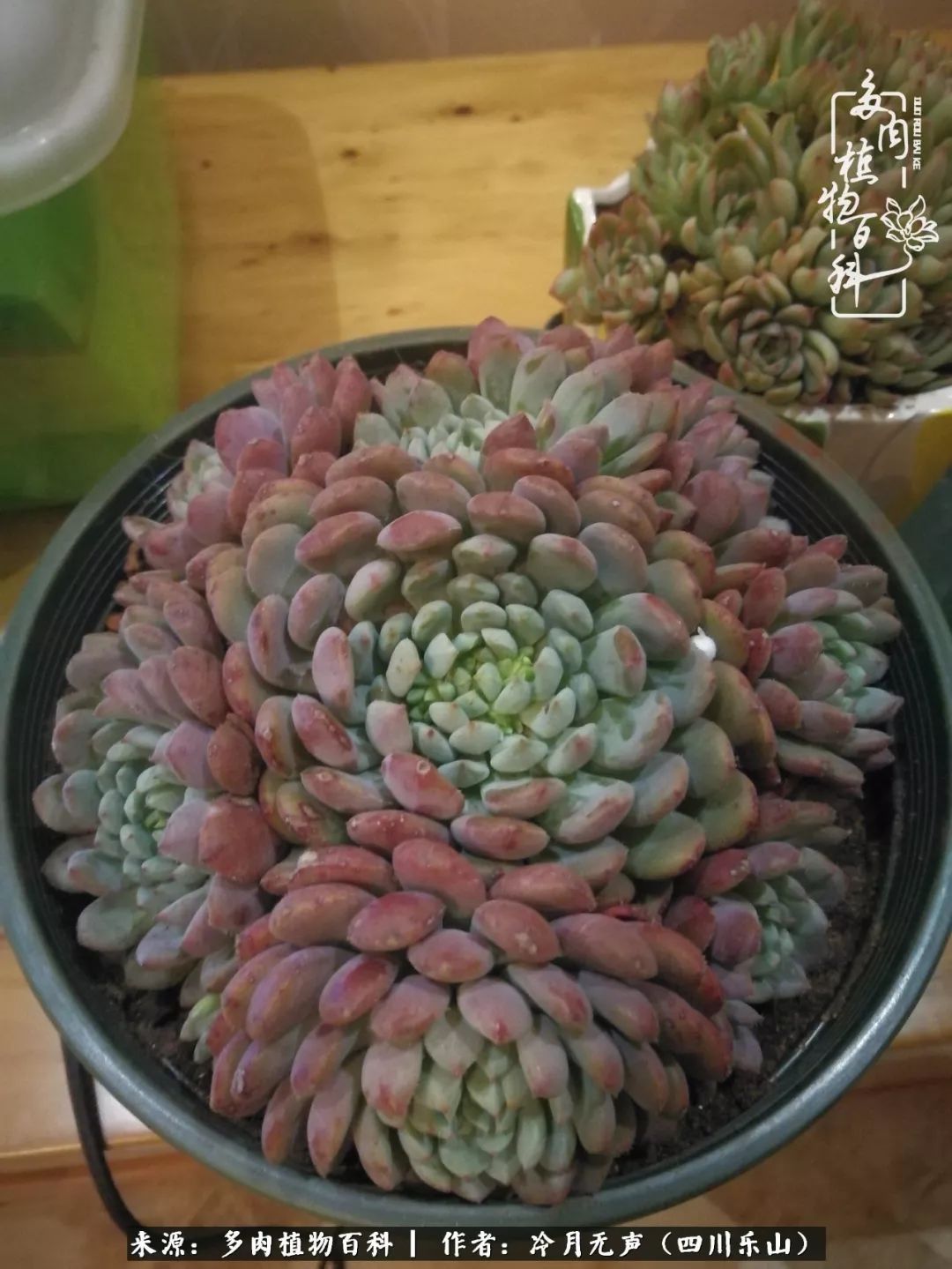 时光见证多肉故事,关于多肉的故事