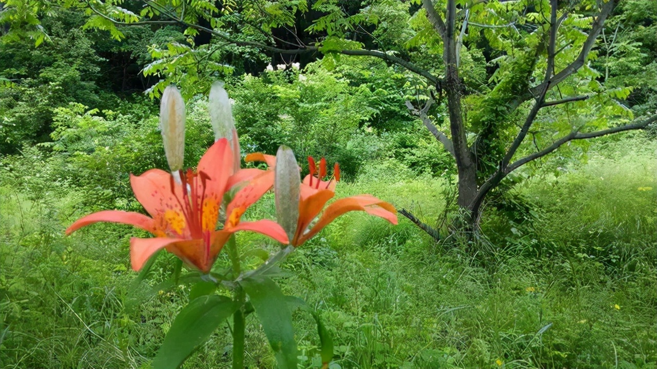 百合花枝不开花怎么回事,百合花是在几点开花和几月开花
