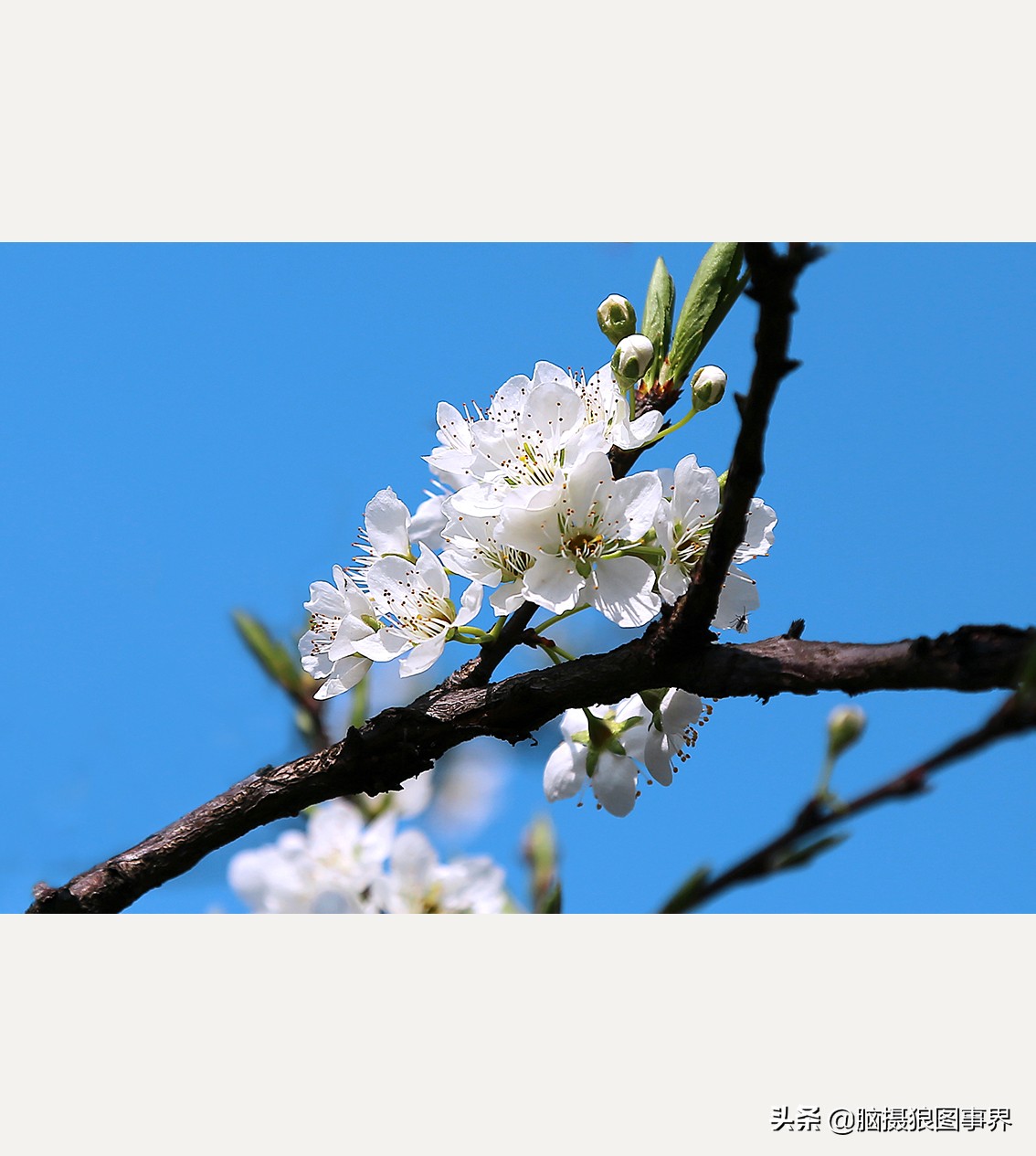 蔚蓝色的天空素材视频,黑色和透明的花摄影效果