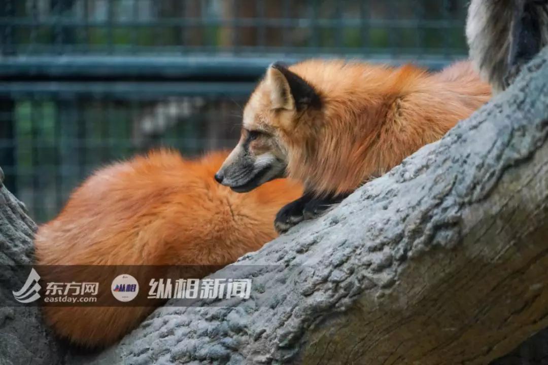 火狐事件辟谣,大兴安岭火狐造假