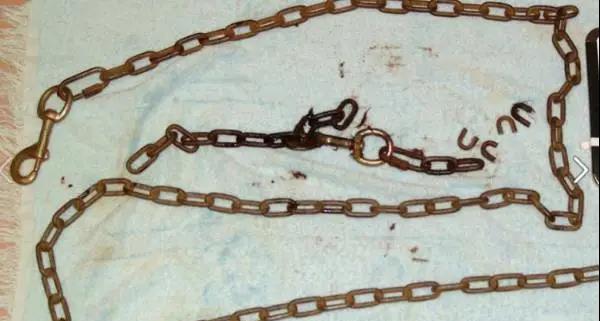 狗狗脑袋比身体大，以为是被蜜蜂蛰了，近看才发现