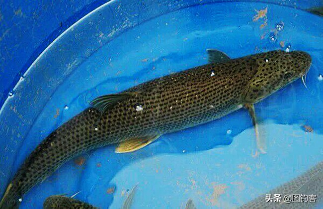 金沙江上游的江鱼有哪些,金沙江上游都有哪些鱼种