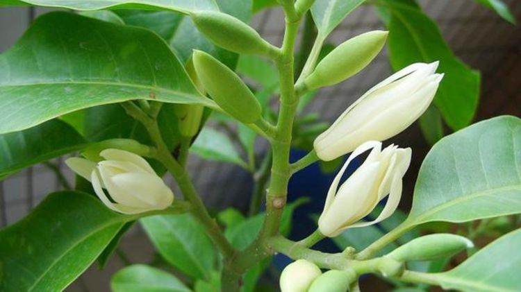 白兰花白色香还是黄色香,哪个品种白兰花最香