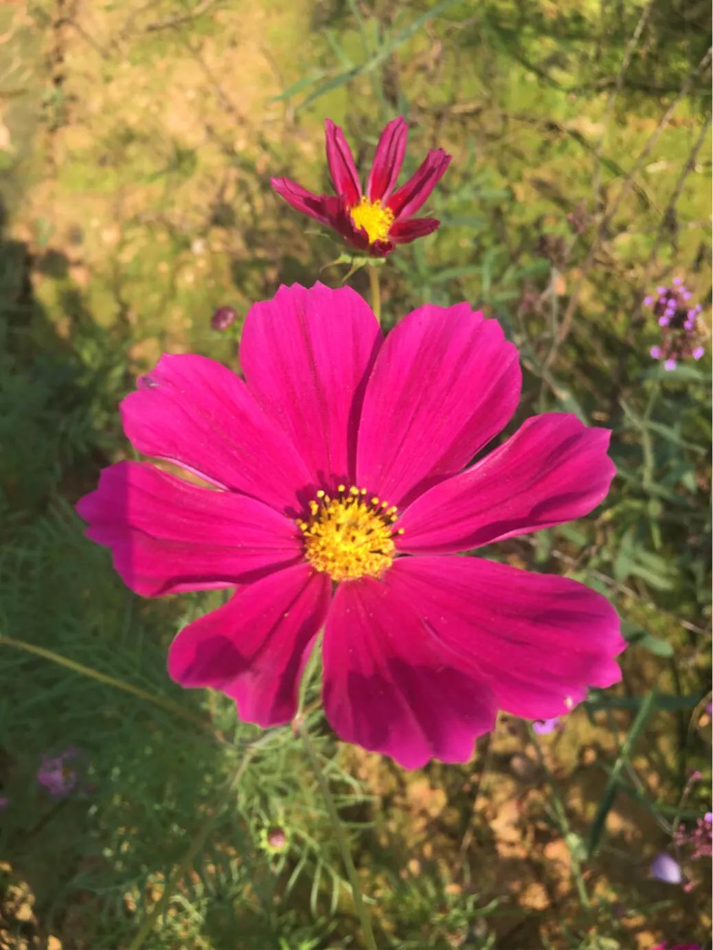 洋沙湖二日游必去景点,洋沙湖旅游在哪里