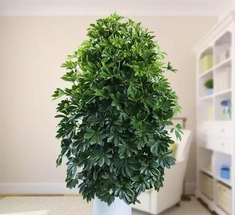 种什么蔬菜可吸甲醛,坪地吸甲醛的植物