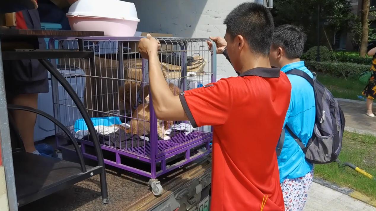 跨省搬家宠物怎么办,搬家去外地宠物怎么带走