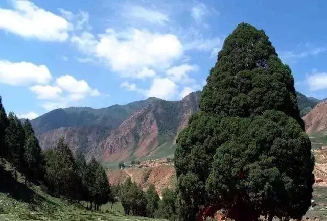 苗木种类名称大全,绿化中的苗木代号