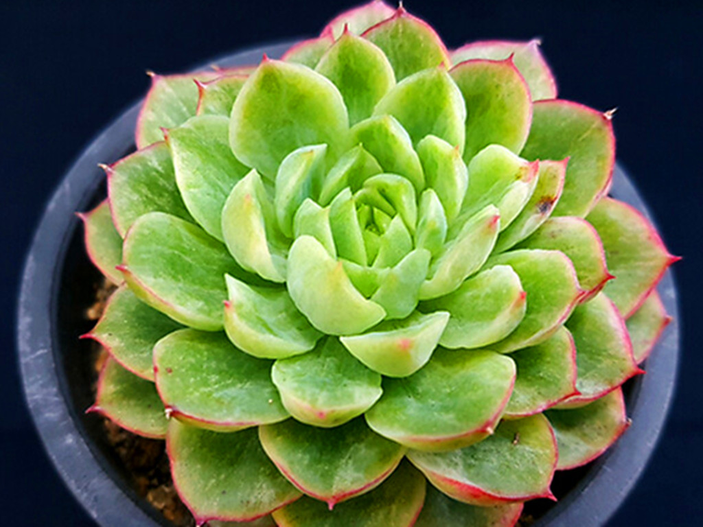 多肉掉叶子了怎么补救,多肉掉叶子怎么挽救