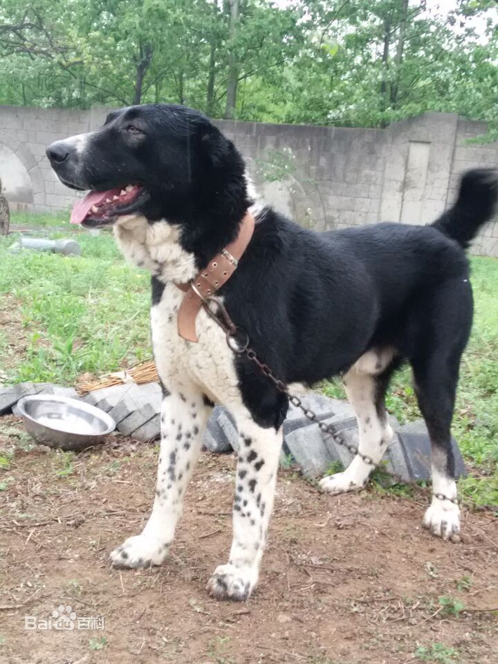 性格温顺的大型犬品种,宠物狗大型犬都有哪些品种