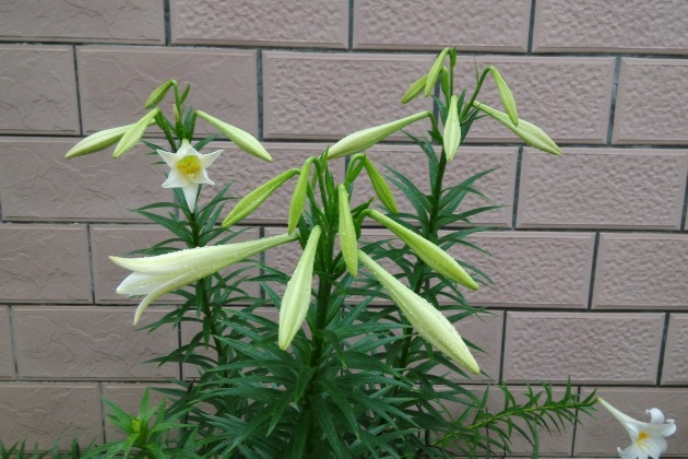 百合花的盆栽方法和注意事项,盆栽百合花怎么养才多开花图片