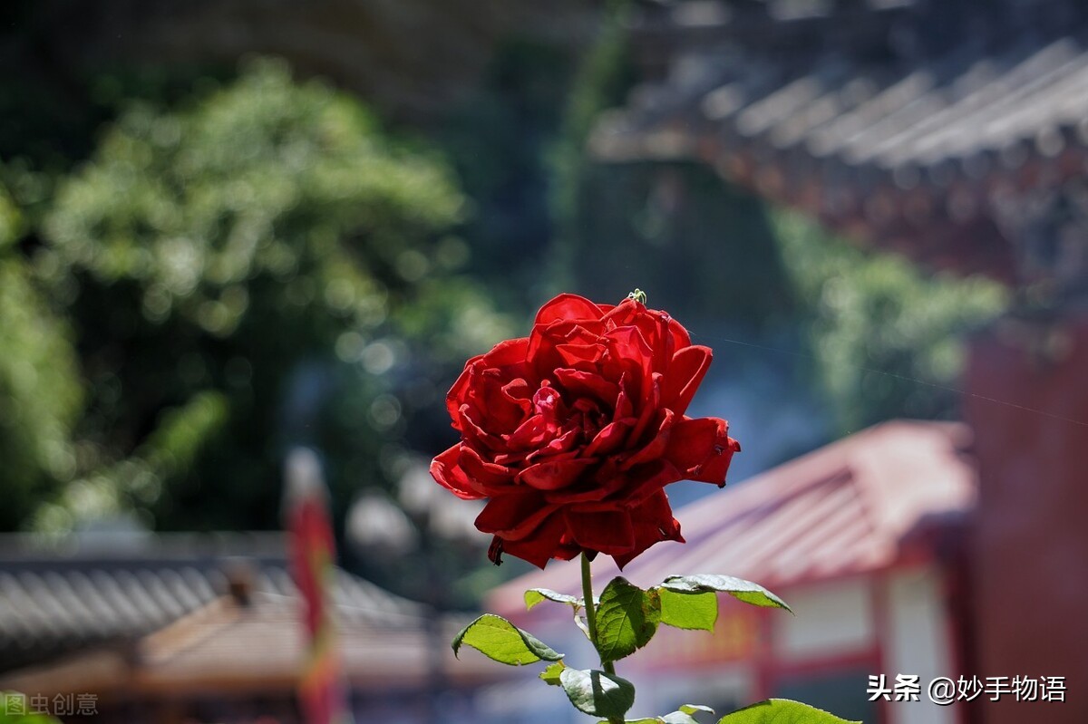 不管有没有爱情都要活好自己,不管有没有爱情都一个人好好生活