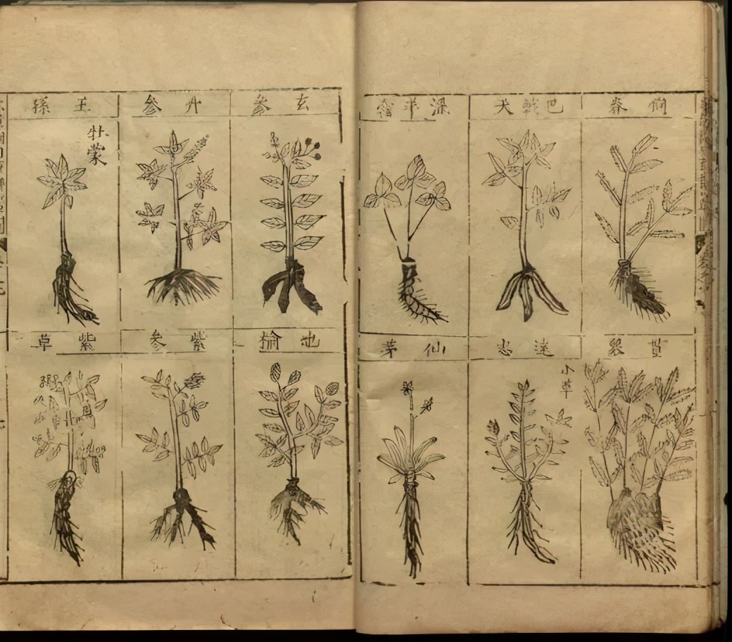 林草科普,本草纲目常见的药用植物