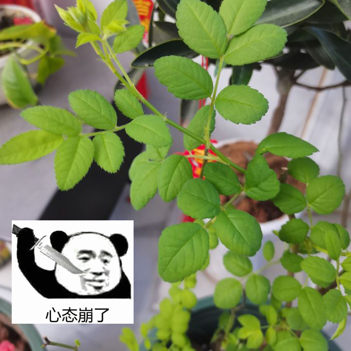 宿迁花木苗真的假的,宿迁为什么这么多假花木苗