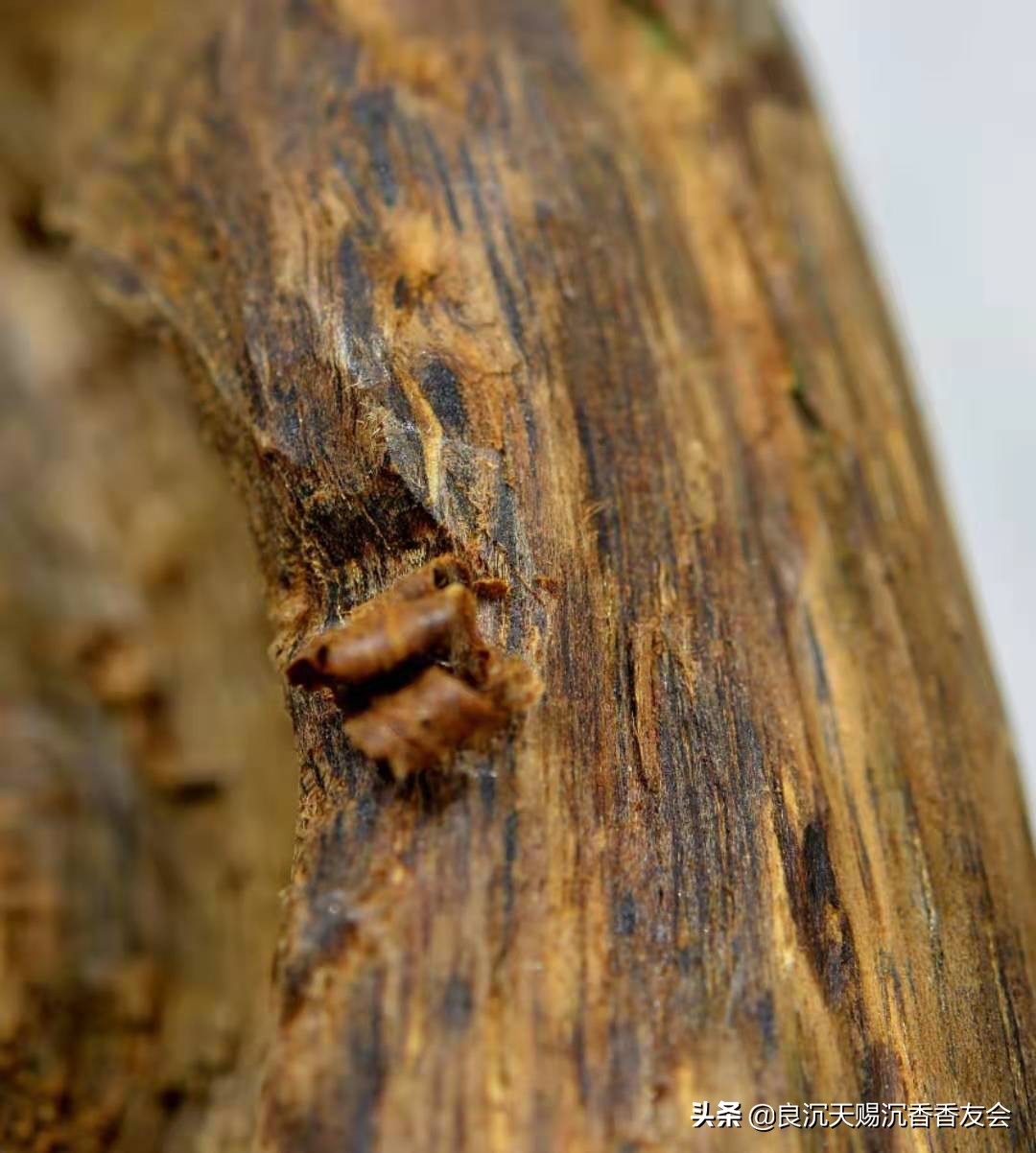 沉香及伪品沉香的鉴别,如何鉴别进口沉香与国产沉香