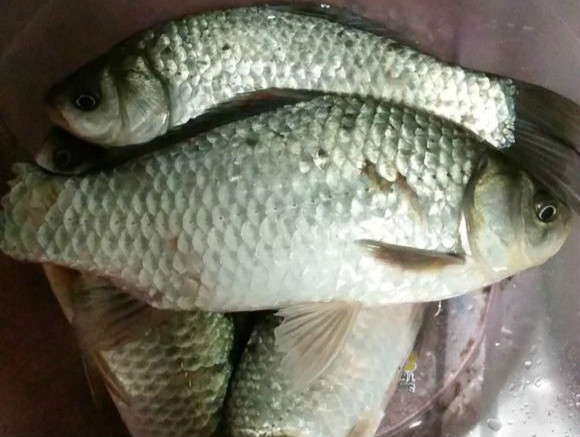 鲫鱼大个的好还是小个的好,鲫鱼好吃还是小白条好吃