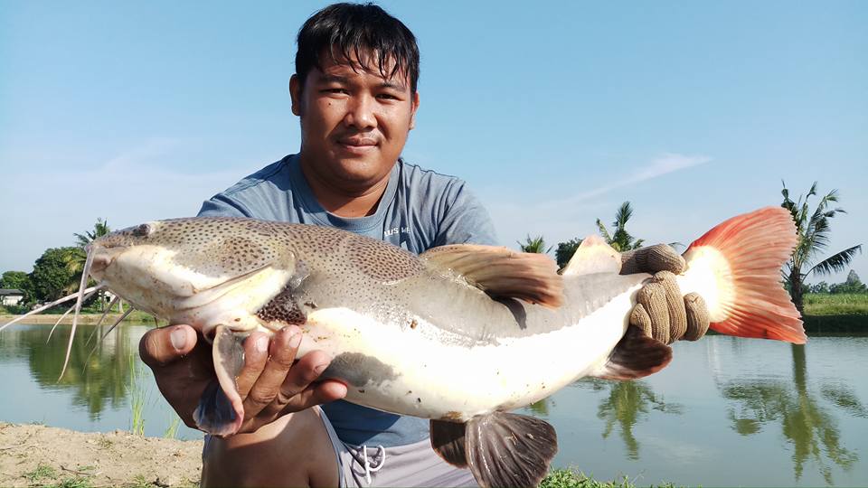 红尾鲶厉害吗,李大毛钓红尾鲶