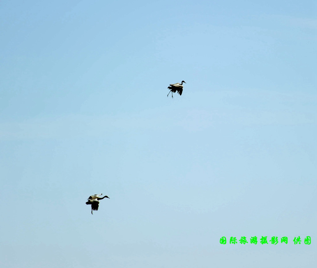 云南昭通大山包黑颈鹤攻略,云南黑颈鹤旅游