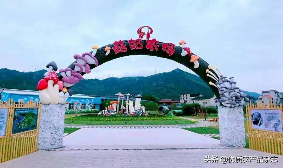 罗源秀珍菇之乡,罗源县秀珍菇最新消息