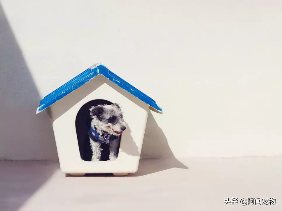 养宠物如何选择戴森,养猫家庭除毛必备戴森