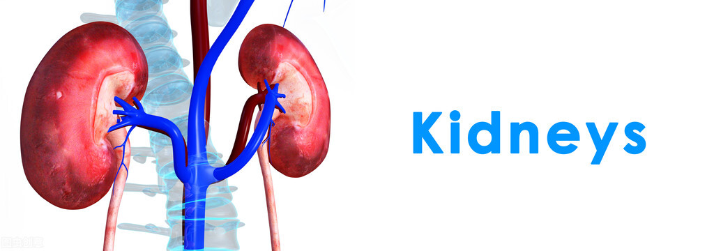 喝水太多对肾好不好,喝水太多会不会损伤肾功能