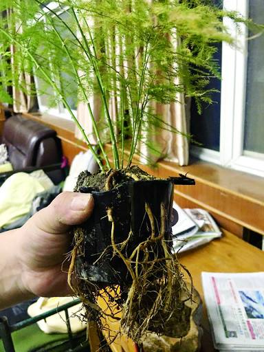 想让文竹长新芽,文竹怎么才能多发新芽