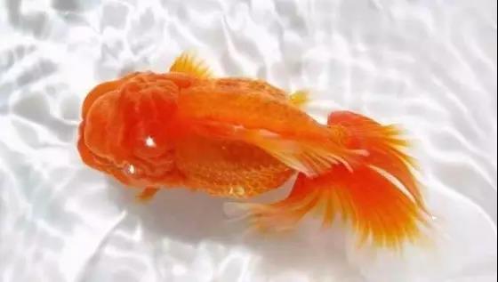 金鱼炸鳞怎么预防,鱼儿炸鳞能自愈吗